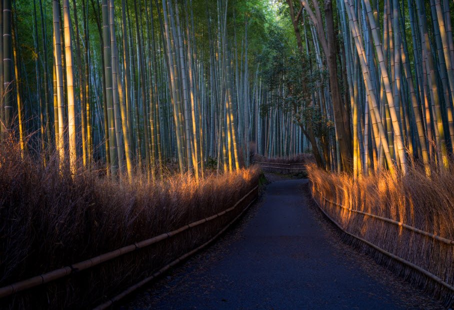 Arashiyama Bamboo Grove